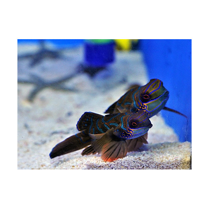 Synchiropus splendidus - mandariinikala - punainen - pariskunta