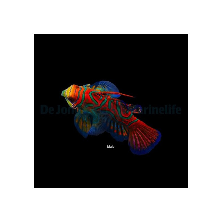 Synchiropus splendidus - mandariinikala - sininen