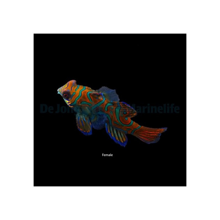 Synchiropus splendidus - mandariinikala - sininen