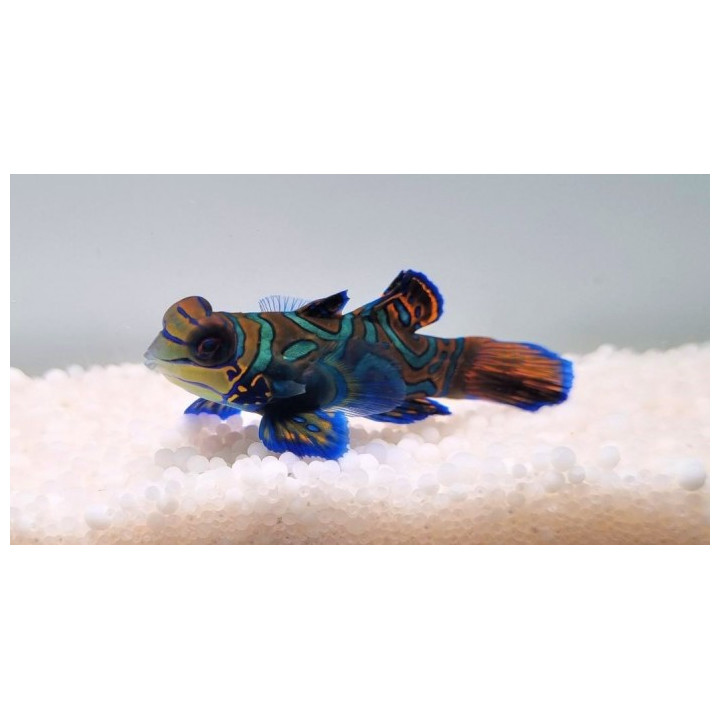 Synchiropus splendidus - mandariinikala - sininen