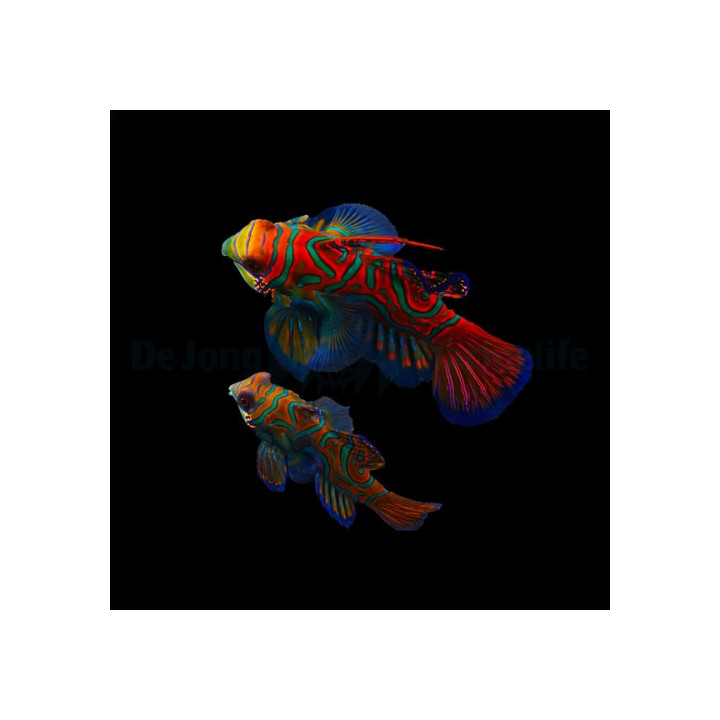 Synchiropus splendidus - mandariinikala - sininen - pariskunta