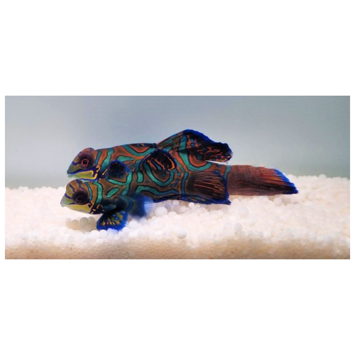 Synchiropus splendidus - mandariinikala - sininen - pariskunta