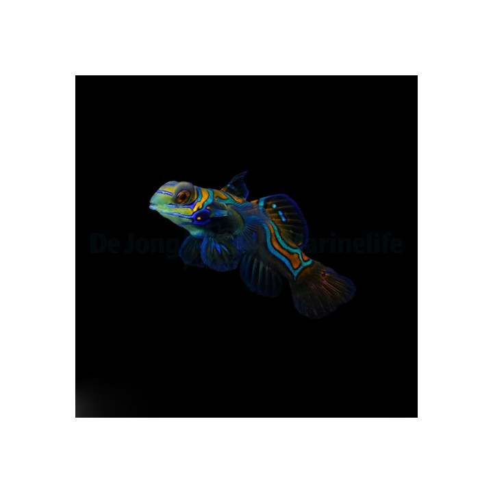 Synchiropus splendidus - mandariinikala - viljelty