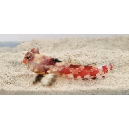 Synchiropus stellatus - Pink Scooter Blenny