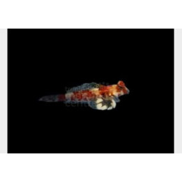 Synchiropus stellatus - Pink Scooter Blenny - viljelty