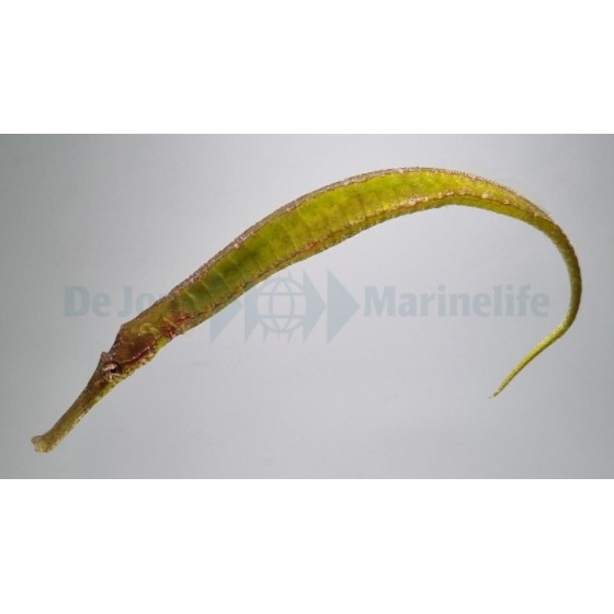 Syngnathoides biaculeatus - Pipefish - Crocodile