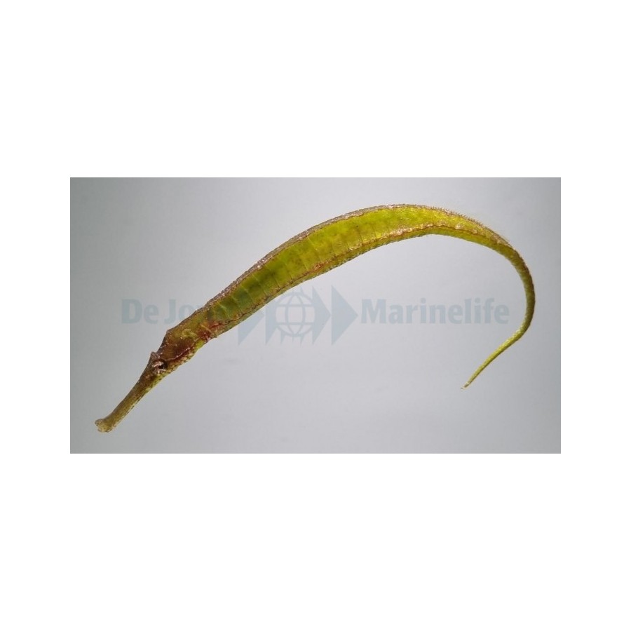 Syngnathoides biaculeatus - Pipefish - Crocodile