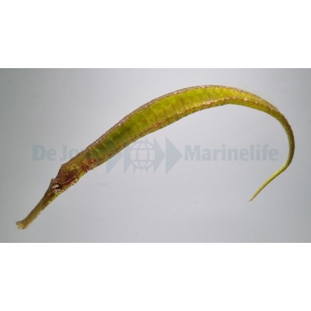 Syngnathoides biaculeatus - Pipefish - Crocodile