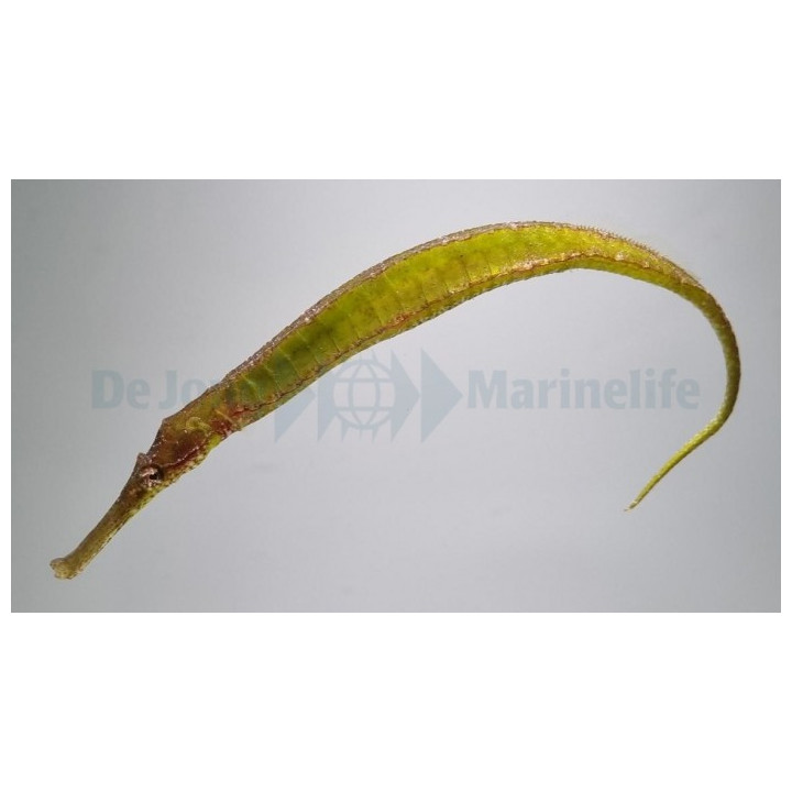 Syngnathoides biaculeatus - Pipefish - Crocodile