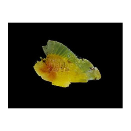 Taenianotus triacanthus - Leaf Fish - Coloured