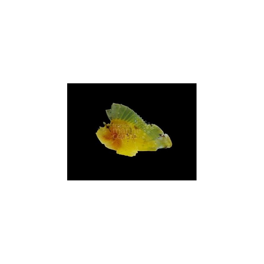 Taenianotus triacanthus - Leaf Fish - Coloured