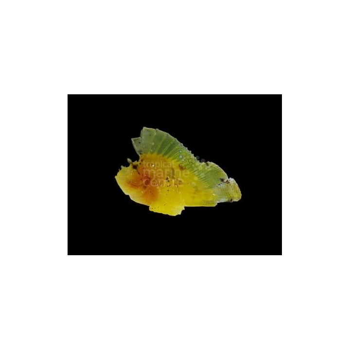 Taenianotus triacanthus - Leaf Fish - Coloured