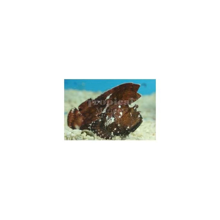 Taenianotus triacanthus - Leaf Fish - Common