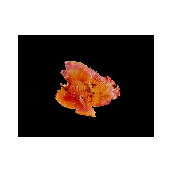 Taenianotus triacanthus - Leaf Fish - Red