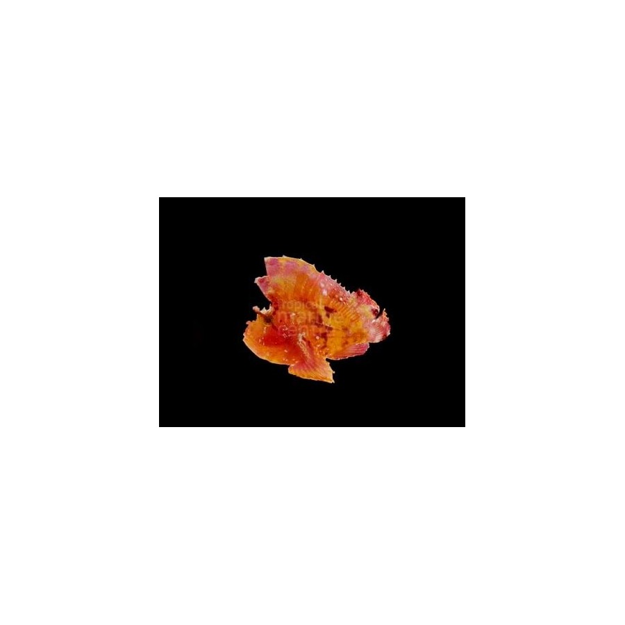 Taenianotus triacanthus - Leaf Fish - Red