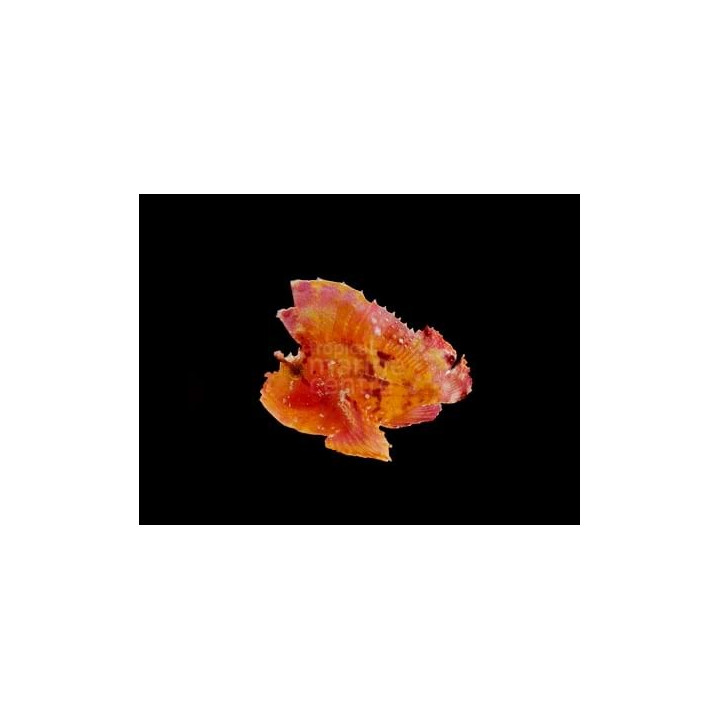Taenianotus triacanthus - Leaf Fish - Red