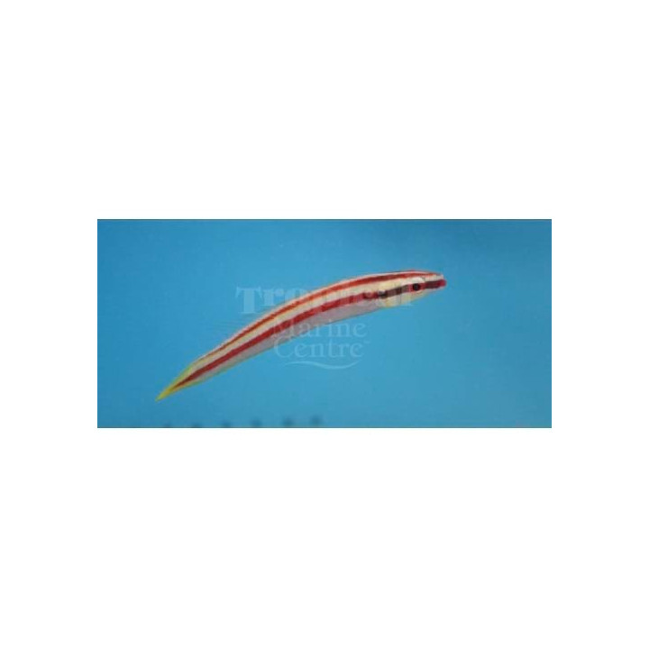 Terelabrus rubrovittatus - Red Stripe Hog - West Ind Ocean