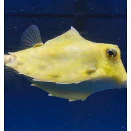 Tetrasomus gibbosus - Hovercraft Cowfish