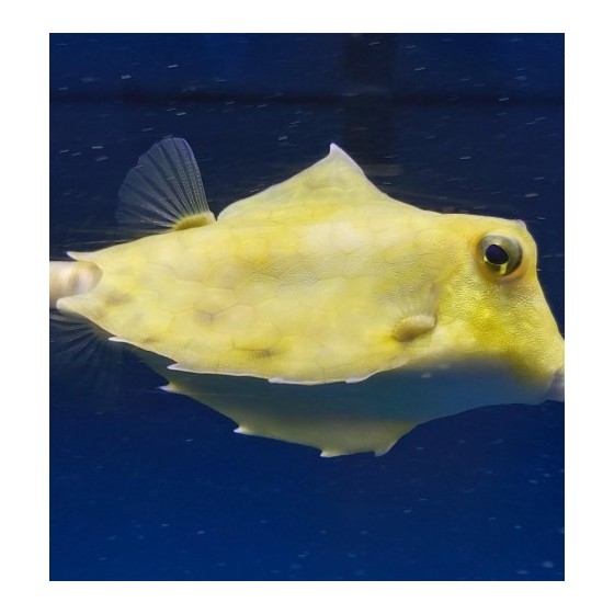 Tetrasomus gibbosus - Hovercraft Cowfish