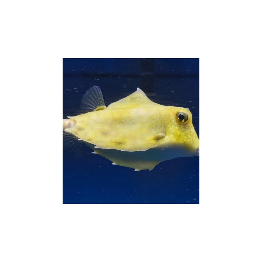 Tetrasomus gibbosus - Hovercraft Cowfish