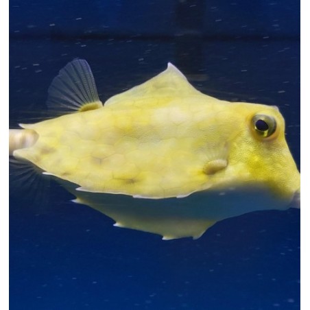 Tetrasomus gibbosus - Hovercraft Cowfish