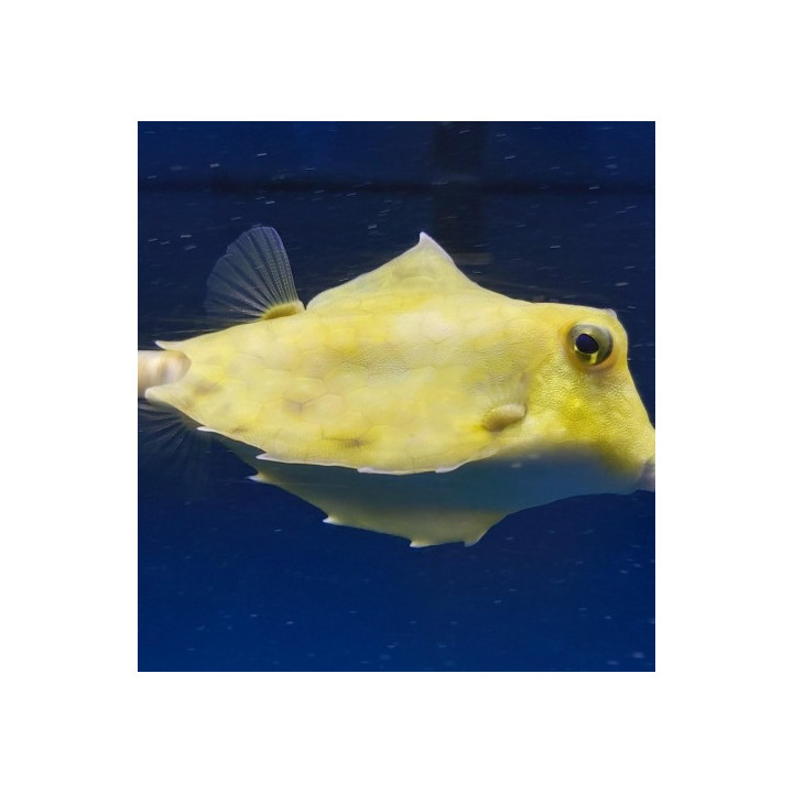 Tetrasomus gibbosus - Hovercraft Cowfish