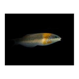 Thalassoma duperrey - Orange Saddle Wrasse