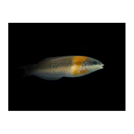 Thalassoma duperrey - Orange Saddle Wrasse