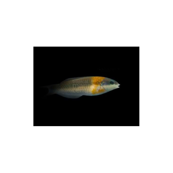 Thalassoma duperrey - Orange Saddle Wrasse