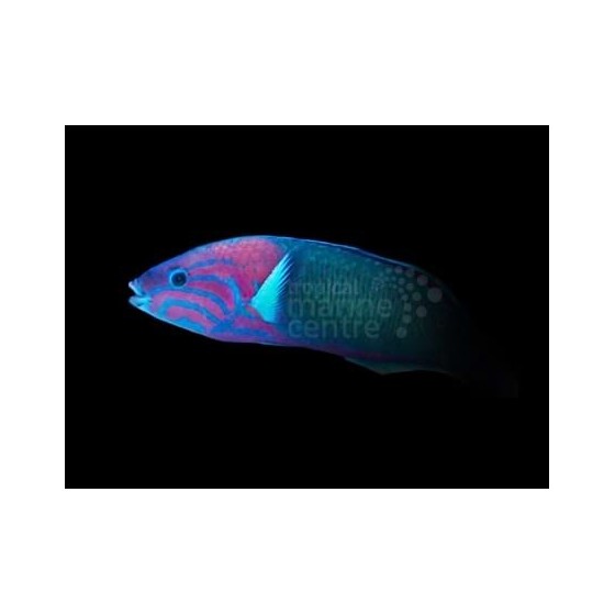 Thalassoma grammaticum - Pink Lyretail Wrasse