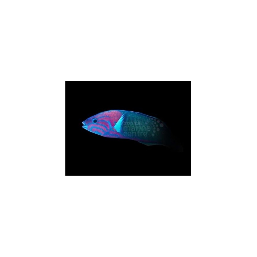 Thalassoma grammaticum - Pink Lyretail Wrasse