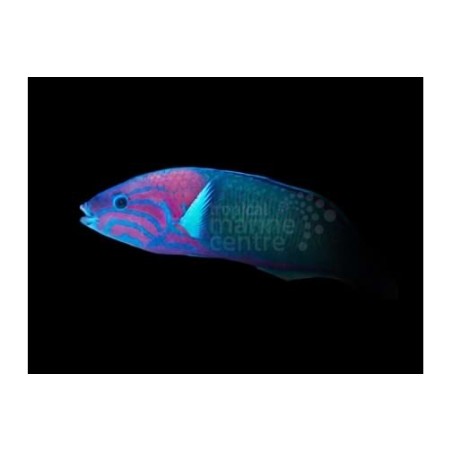 Thalassoma grammaticum - Pink Lyretail Wrasse