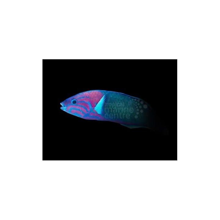 Thalassoma grammaticum - Pink Lyretail Wrasse