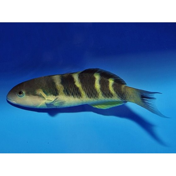 Thalassoma jansenii - Panda Wrasse