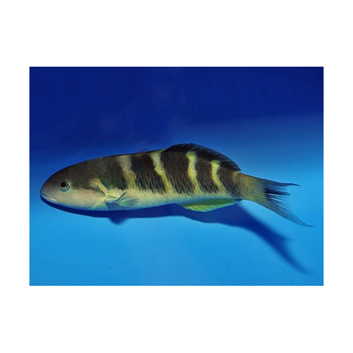 Thalassoma jansenii - Panda Wrasse