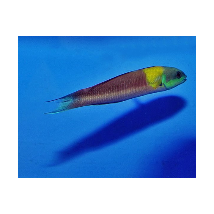 Thalassoma lucasanum - koiras