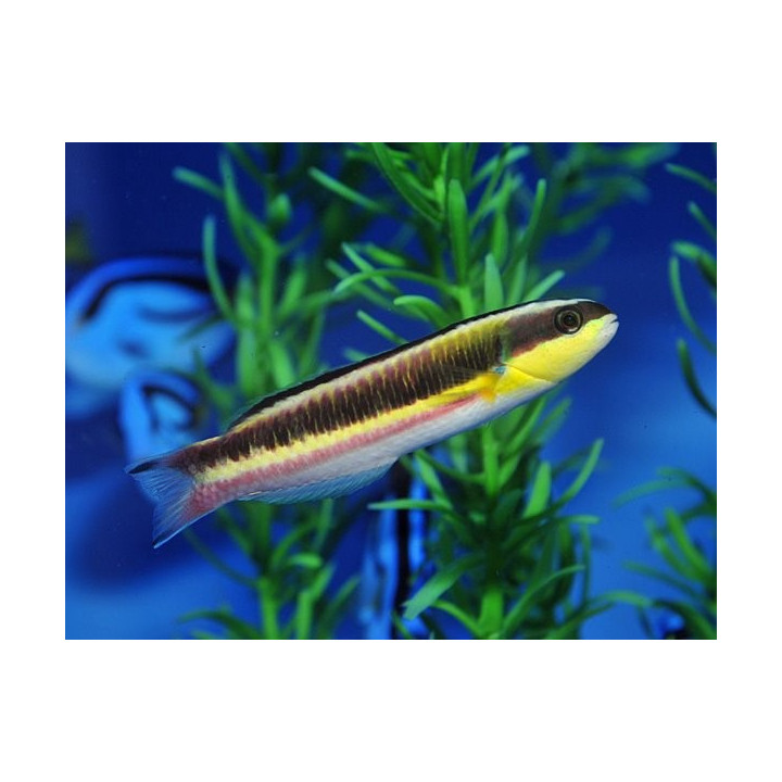 Thalassoma lucasanum - naaras