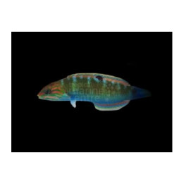 Thalassoma lunare - Sirppihuulikala
