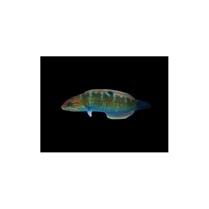 Thalassoma lunare - Sirppihuulikala