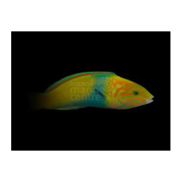 Thalassoma lutescens - Marshall Island Wrasse