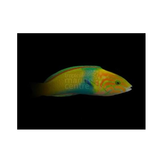 Thalassoma lutescens - Marshall Island Wrasse