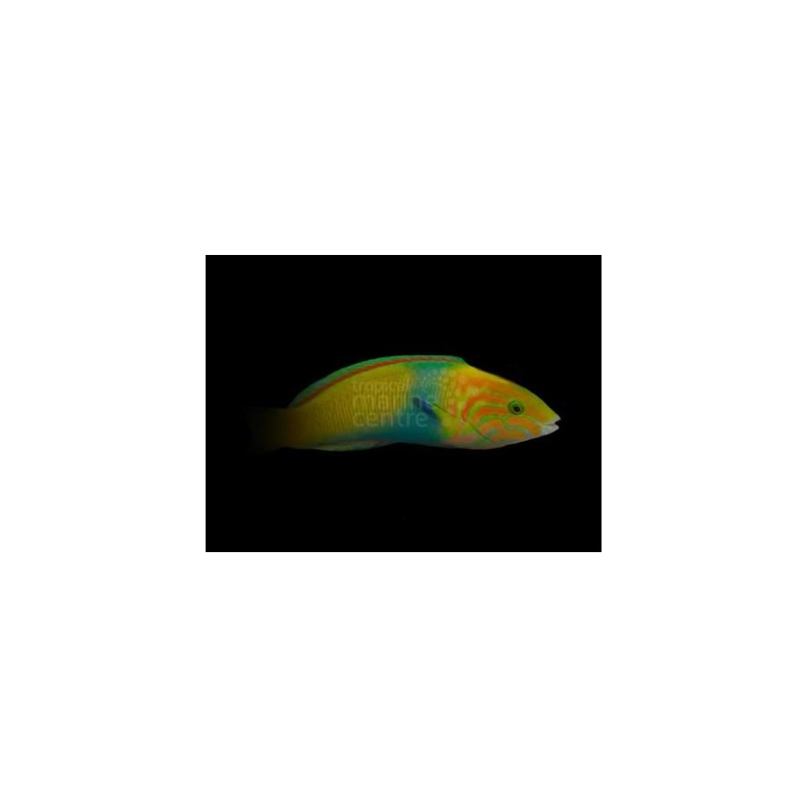 Thalassoma lutescens - Marshall Island Wrasse