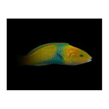 Thalassoma lutescens - Marshall Island Wrasse