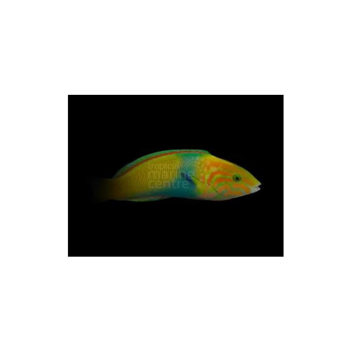 Thalassoma lutescens - Marshall Island Wrasse