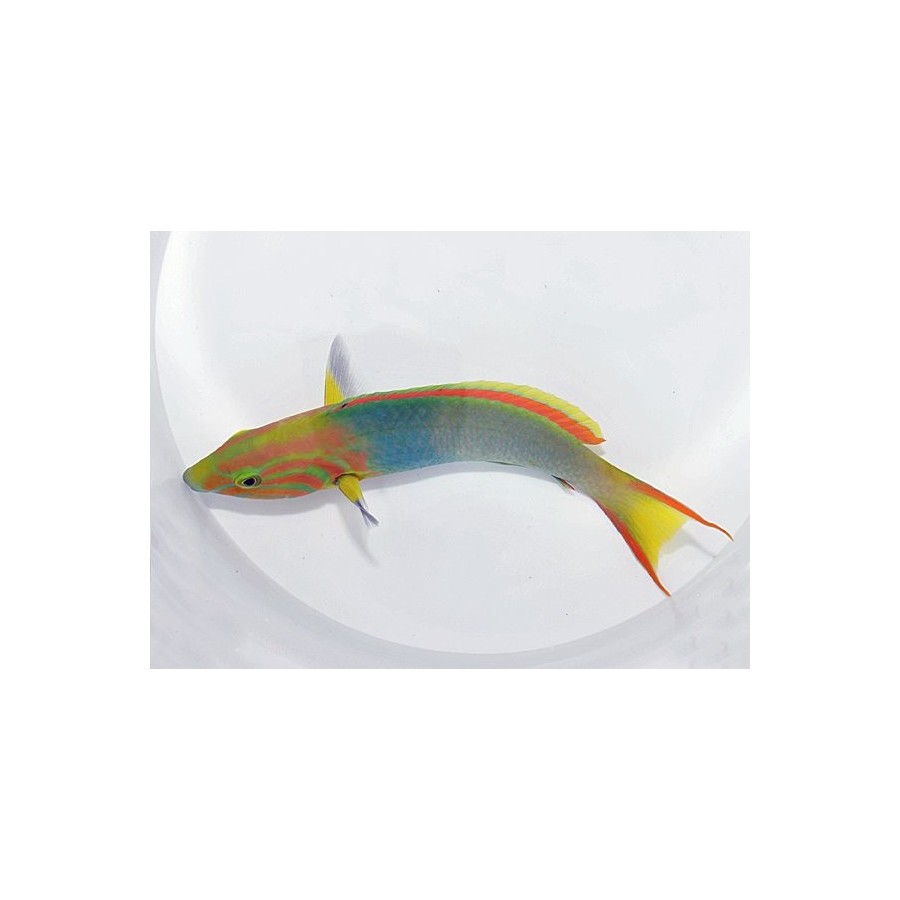 Thalassoma lutescens - Marshall Island Wrasse