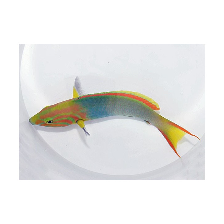 Thalassoma lutescens - Marshall Island Wrasse