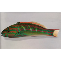 Thalassoma quinquevittatum - Glorious Wrasse