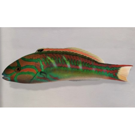 Thalassoma quinquevittatum - Glorious Wrasse