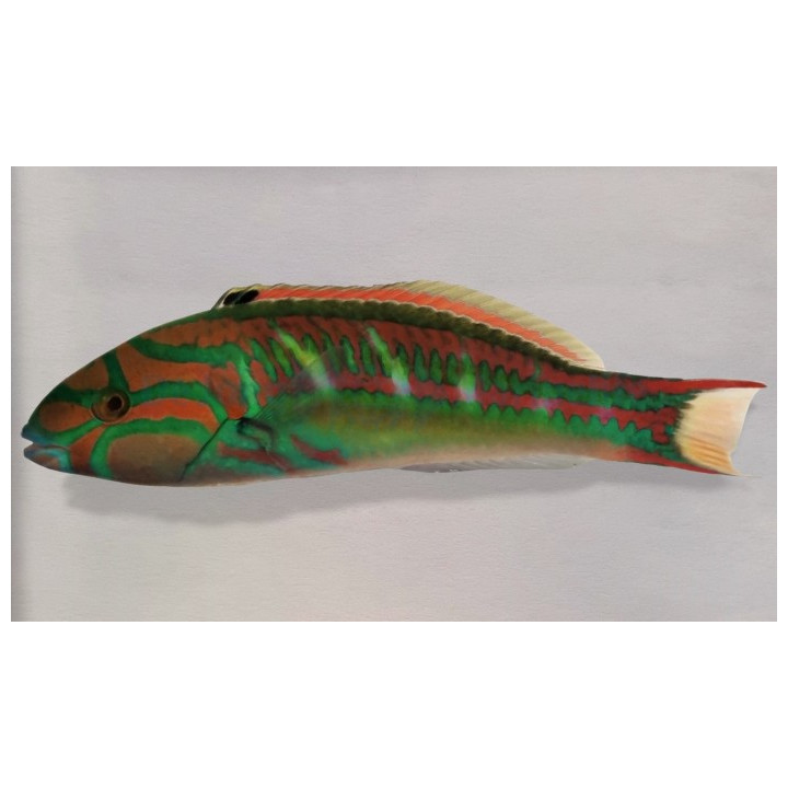 Thalassoma quinquevittatum - Glorious Wrasse