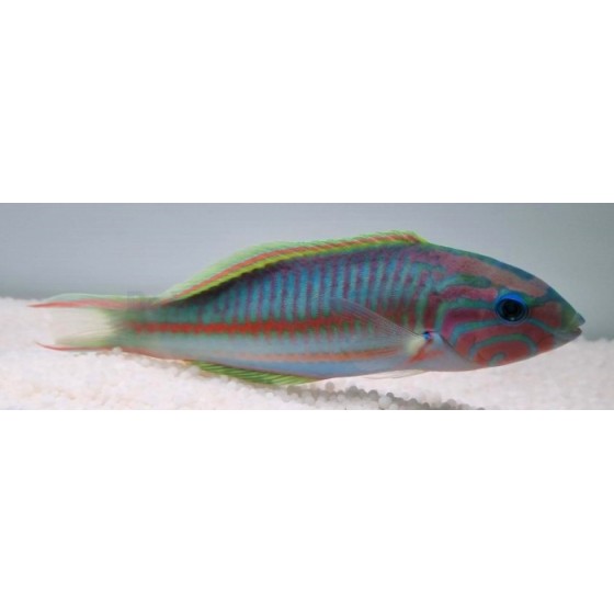 Thalassoma rueppellii - Klunzinger's Wrasse